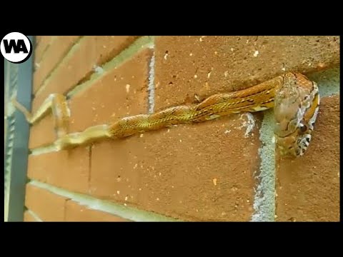 Видео: Вот Почему Змея - Идеальная Форма Эволюции