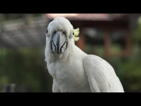 Видео: 🦜 ДАЙТЕ МНЕ ХОТЬ ЧАЮ ПОПИТЬ!