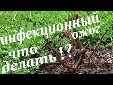 Видео: 🌹❗Инфекционный ожог на розах. Профилактика болезни.