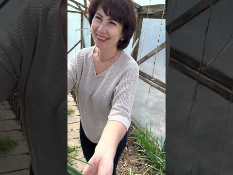 Видео: Моя маленькая теплица