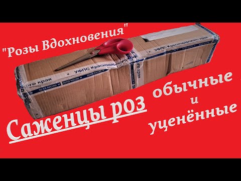 Видео: "РОЗЫ ВДОХНОВЕНИЯ" Распаковка и сравнение саженцев разной категории.