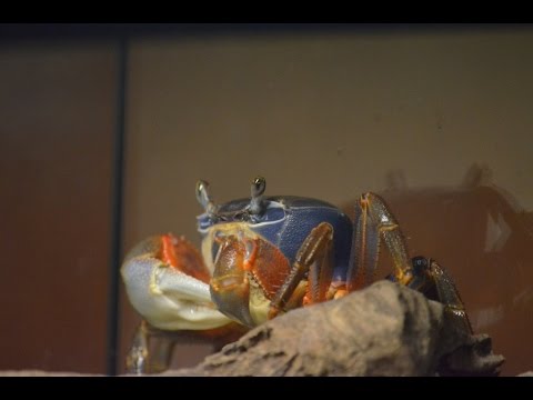 Видео: Раскопки радужного краба