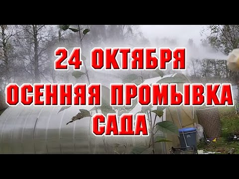 Видео: 24 октября.  Осенняя промывка сада