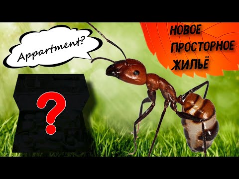 Видео: Переселение Кампонотус Никобаренсис | Новая ферма НАНО