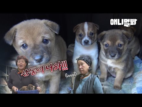 Видео: 26 Щенков Рождаются Одновременно?! Скандал о рождении Казановы Догго