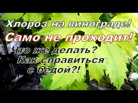 Видео: Болезни винограда!Хлороз(пожелтение) листьев! Способы устранения этой проблемы!