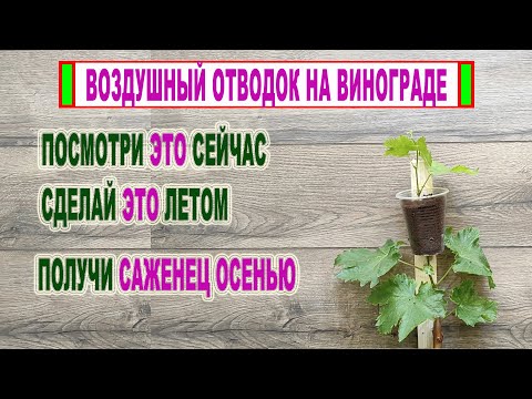 Видео: 🍇 ВОЗДУШНЫЙ ОТВОДОК на саженце винограда! Сделай ЭТО летом и получи к ОСЕНИ саженец любого сорта!