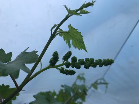 Видео: Виноград преображение. Нормировка побегов на ягоду. Мастер класс от @ZubtsovSergey