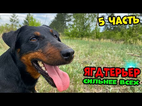 Видео: Ягдтерьер - 5 ЧАСТЬ. Его лучше не злить. #ягдтерьер #ягдерьерволкмикс #волкмикс