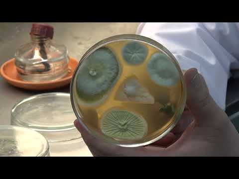 Видео: ХИЩНЫЕ ГРИБЫ И МЕТАРИЗИУМ || Проверка совместимости в лаборатории