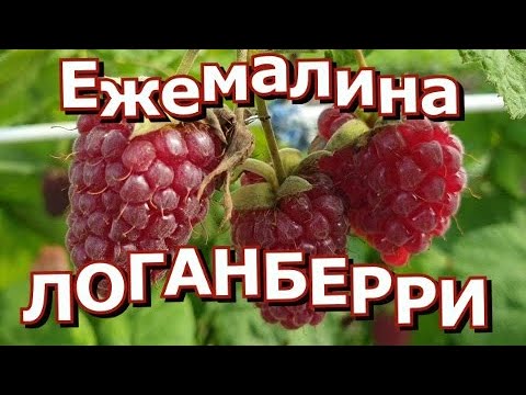 Видео: Ежемалина Логанберри