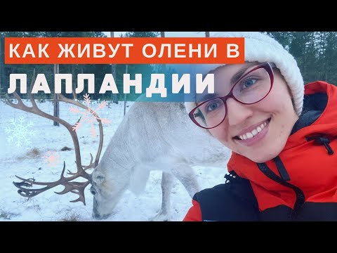 Видео: Как живут олени в Лапландии