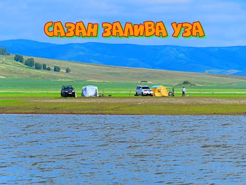 Видео: САЗАН ЗАЛИВА УЗА