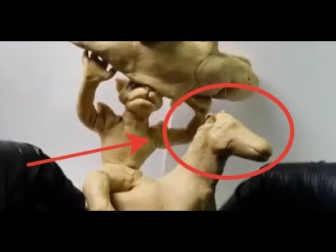 Видео: Как слепить лошадь из пластилина. День лошади - 31 августа. #скетч #лошадь #животные #лепка #clay