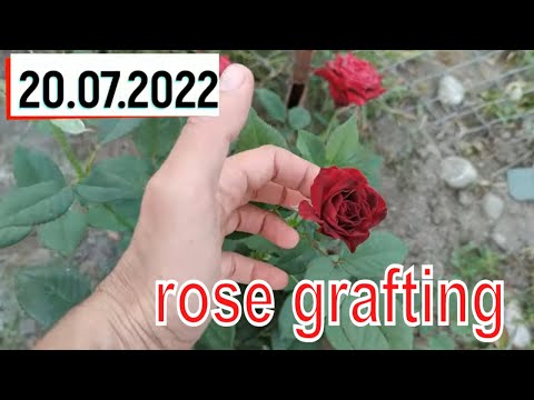 Видео: rose bud grafting _ прививка розы на шиповник