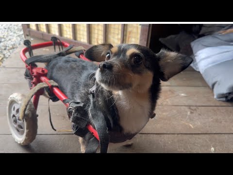 Видео: Встреча начальника Альмы с алабаем Барханом)