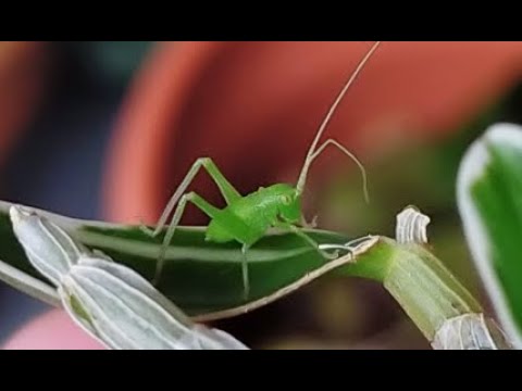 Видео: Про life