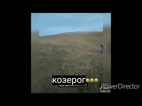 Видео: Знаки зодиака в мемах из Тик Ток#1