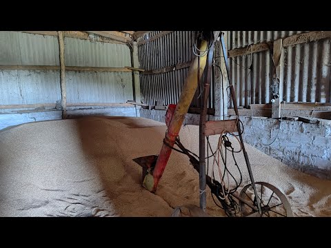 Видео: Протруювання пшениці на посів 