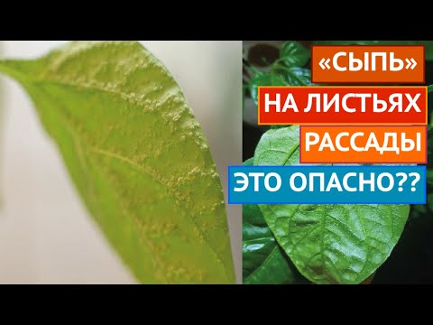 Видео: ПУПЫРЫШКИ НА РАССАДЕ! ЧТО ЭТО И КАК ЛЕЧИТЬ!