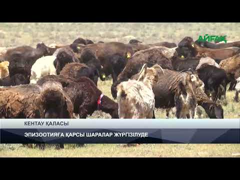 Видео: 06.11.2024 ж. TURKISTAN NEWS: ЭПИЗООТИЯҒА ҚАРСЫ ШАРАЛАР ЖҮРГІЗІЛУДЕ