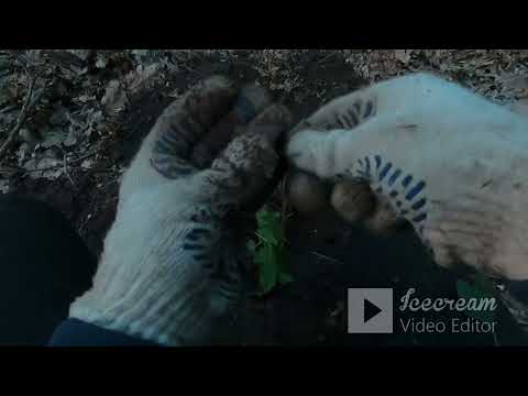 Видео: Коп по скифах кощей х45