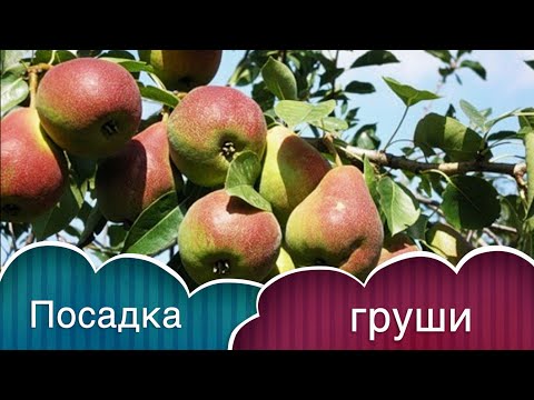 Видео: ПОСАДКА ГРУШИ