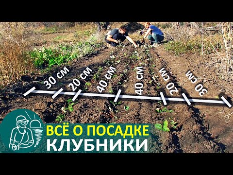 Видео: 🌿 Всё о посадке клубники по технологии Гордеевых