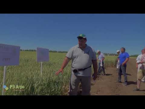 Видео: Сорта озимой твердой и мягкой пшеницы, тритикале. День поля в ЗАО «Вишневское»