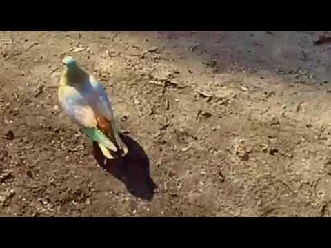 Видео: текстурирование в mudbox часть3