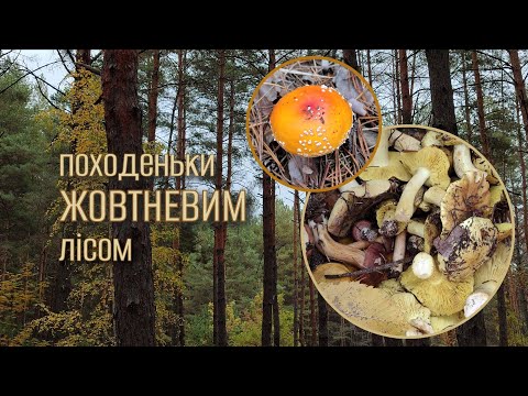 Видео: Прогулянка сосновим лісом без плану, але з грибами 🍂🍁🍄 | Forest walk vlog 