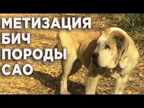 Видео: На грани ПОРОКа. Поговорим о ГУБОШЛЁПах. Метизация БИЧ для породы. Когда ИНБРИДИНГ это ЗЛО.