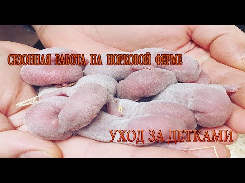 Видео: Уход за детьми◼Норковая ферма в Дании◼сезон детей!