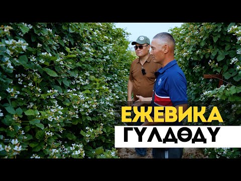 Видео: Быйыл ежевика кандай болот? Жерди кантип туура пайдаланыш керек? Клубника, малинабы же ежевикабы?