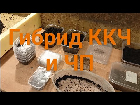 Видео: Пробую получить гибрида ккч с чп