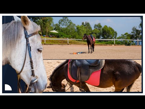 Видео: Стоимость 10 миллионов руандийских франков, и он готов к отправке: узнайте больше о жизни лошадей...