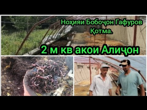 Видео: Мизоҷи навбати н. Б. Гафуров д. Қотма. Биогумус Тоҷикистон Хуҷанд кирми Калифорния.