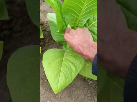 Видео: Ранее пасынкование табака и бутонизация картофеля.