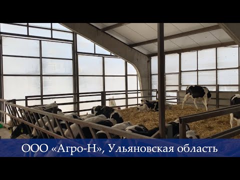 Видео: Почему телята после молочного периода очень часто кашляют?