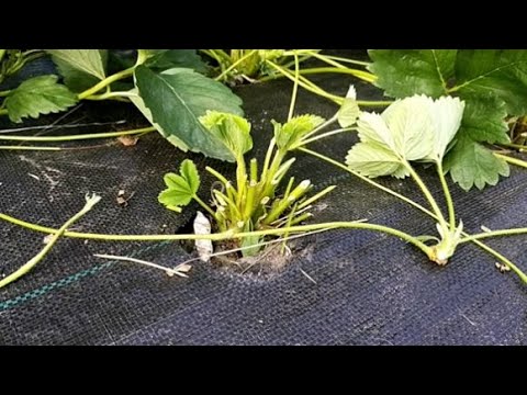 Видео: Летняя обрезка клубники после плодоношения  Не пропустите!