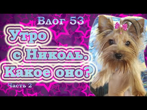 Видео: Утро йорка. Режим йорка. Как проходит утро Николь? Вторая часть темы.