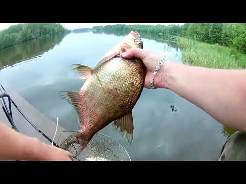 Видео: Ловля леща на донки. река Унжа.