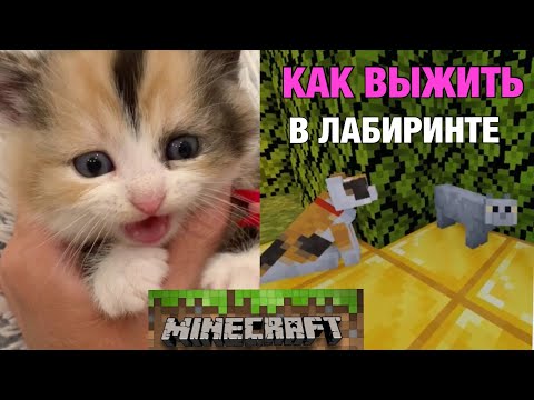 Видео: Выживание в ЛАБИРИНТЕ МАЙНКРАФТ 😱 Кот Миллион СПАС КОТЁНКА от ЗОМБИ