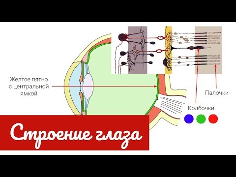 Видео: Строение глаза человека, зрительный анализатор