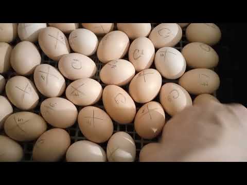 Видео: Где-то что-то я путаю 🤔Обо всём по-немногу Инкубация, охлаждение, переворот