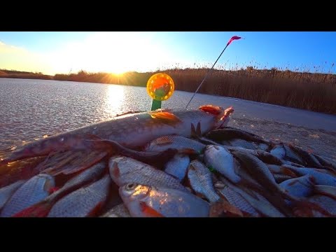 Видео: ПЕРВЫЙ ЛËД !!! 🔥🔥🔥 ВОТ ЭТО РЫБАЛКА💥💥💥 ЗИМНЯЯ РЫБАЛКА НА ЖЕРЛИЦЫ И ПЛОТВУ