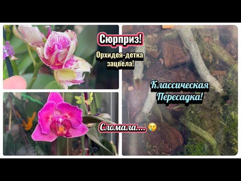 Видео: О нет! Шок! 🤷‍♀️Пересадка орхидеи в классическую систему. Детка на орхидеи зацвела в мутации! #fyp