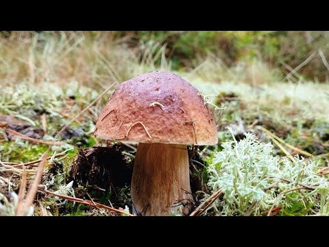 Видео: 14.10.2024 Білі гриби, польські, зеленички Повний кошик грибів Boletus mushroom grzyby fungi porcini