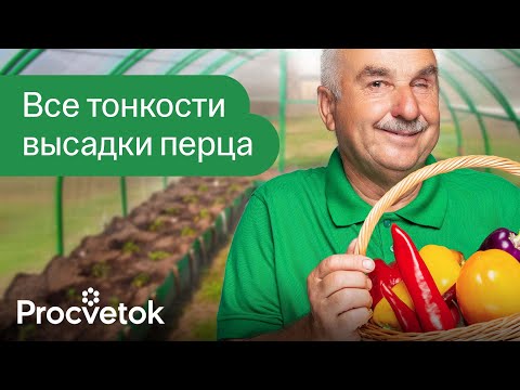 Видео: ДОБАВЬТЕ ЭТО В ЛУНКУ ПРИ ПОСАДКЕ ПЕРЦЕВ И БАКЛАЖАНОВ, и они засыпят вас урожаем!