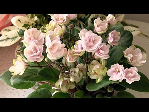 Видео: 23.02.24.Омоложение трейлерной Фиалки. ЛЕ-Серебрянный ручей.